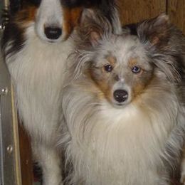 Shetland Sheepdogs from Turnock's Shelties