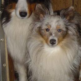 Shetland Sheepdogs from Turnock's Shelties