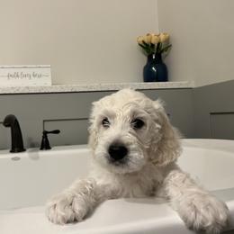 Goldendoodle Puppies from Hani's family