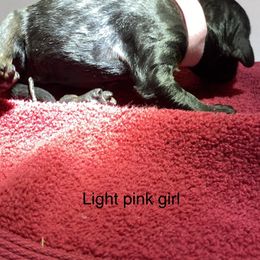 Poodle Puppies from Rock Creek Royal Poodles