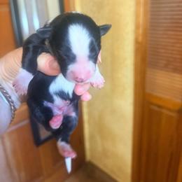 Classic marked black male - Black and white male Border Collie puppy in Lebanon, Oregon from Cahill’s Canines