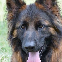 German Shepherds from Rock Bottom Ranch