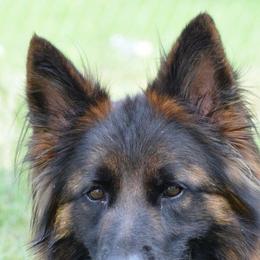 German Shepherds from Rock Bottom Ranch