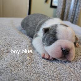 Boston Terrier Puppies from Bostic's bostons