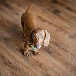 Beau AKC - Dapple male Dachshund puppy in Coweta, Oklahoma from Sunnyside Dachshunds