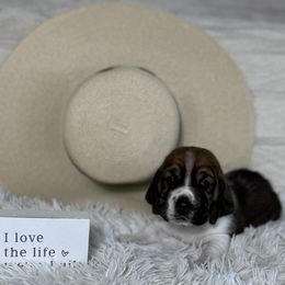 Basset Hound Puppies from AKC Basset Hounds Puppy