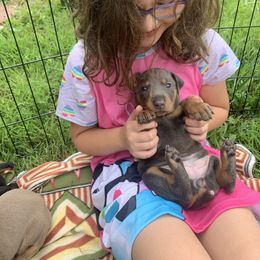 Doberman Pinscher Puppies from Ranchers Companion Doberman Kennel