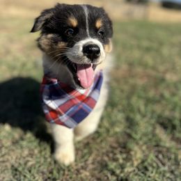 McLaren - Black tri-color male Australian Shepherd puppy in Santa Ysabel, California from Flying F Australian Shepherds