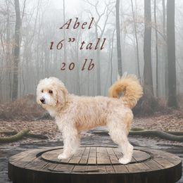 Abel - Goldendoodle