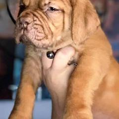 Dogue de Bordeaux Puppies from Bigdawgzmastiff