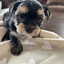 Niko - Black and tan male Yorkshire Terrier puppy in Georgia from Diddly Dog Company