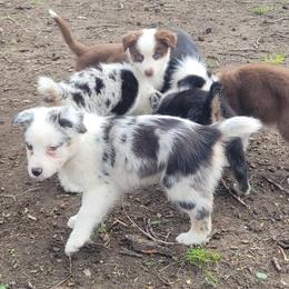 Goomi - Blue merle female Australian Shepherd puppy in Kenosha, Wisconsin from Out of this World Aussies