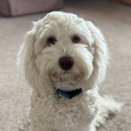 Australian Labradoodles, Goldendoodles, and Poodles from Leila Pearson