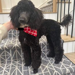 Aussiedoodle, Cavapoo, and Poodle All Grown Up from B&M Cottonwood Canines