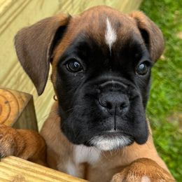 Nova - Fawn female Boxer puppy in Cicero, New York from MK Boxer Haven of CNY