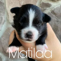 Australian Shepherd, Miniature American Shepherd, Miniature Australian Shepherd, and Toy Australian Shepherd Puppies from Painted Blue Aussies