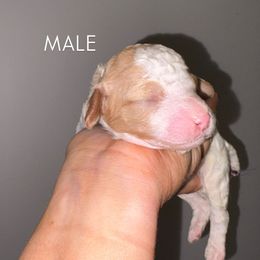 Red boy - Parti male Poodle puppy in Nolensville, Tennessee from White Willow Poodles