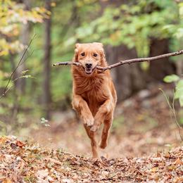 Border Collies and Golden Retrievers from Sona Kennels