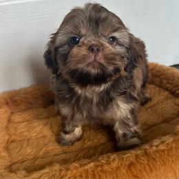 Milo - Chocolate male Shih Tzu puppy in California from Fairy Tails Shih Tzus CA