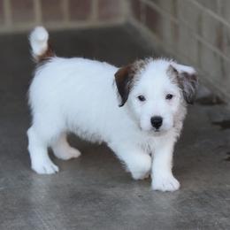 Sneak Girl 1 - White and tan female Russell Terrier puppy in Middletown, Virginia from DBF Russell Terriers