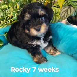 B n T boy - male Yorkipoo puppy in Renton, Washington from Junes Maltipoos