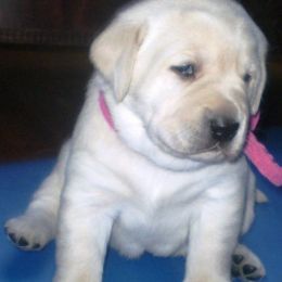 Labrador Retriever Puppies from Lorlyn Labradors