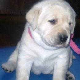 Labrador Retriever Puppies from Lorlyn Labradors
