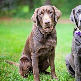 Gryffin - Labrador Retriever