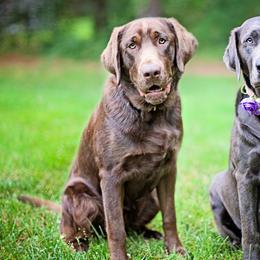 Gryffin - Labrador Retriever