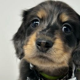 Jock - Dapple Dachshund puppy in Murfreesboro, Tennessee from Kimbrie's Dream Cream Doxies