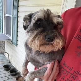 Ezra - Miniature Schnauzer
