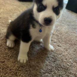 Siberian Husky Puppies from Dave’s Husky’s