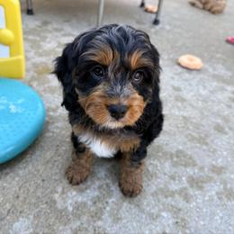 Hopper - Merle male Cavapoo puppy in Wamego, Kansas from Doodles of Oz