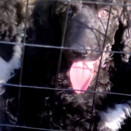 Poodle Puppies from Four Aces Poodles