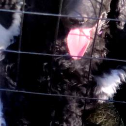 Poodle Puppies from Four Aces Poodles