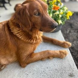 Golden Retriever Puppies from Nelson Retrievers