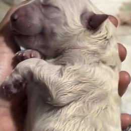 German Shepherd Puppies from Devon Rugerio's German Shepherds