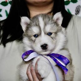 Franconia(S5) - Gray and white female Siberian Husky puppy in Lunenburg, Vermont from SNOW WOOLY HUSKY