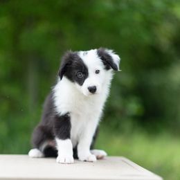 Border Collie Puppies from High Point Border Collies