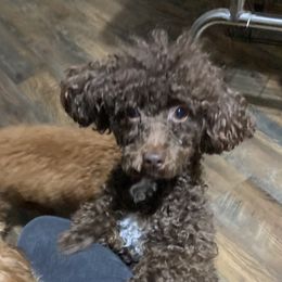 Rocky - Poodle