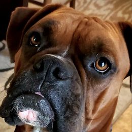 Boxers from Texas Vel-Hi  Kennels