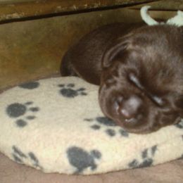 Labrador Retriever Puppies from Lorlyn Labradors