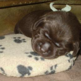 Labrador Retriever Puppies from Lorlyn Labradors