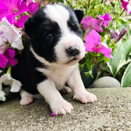 Huron - Black and white male Siberian Husky puppy in Addison, Michigan from Gray Run Siberian Huskies