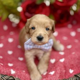 Boy 4 - Red male Australian Labradoodle puppy in Calhoun, Louisiana from Arrowhead Australian Labradoodles