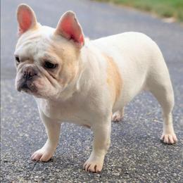 Nonnie - White female French Bulldog puppy in Fort Atkinson, Wisconsin from Bishop Bullyz