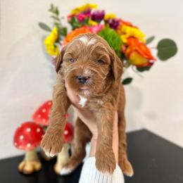 Mad Hatter - Caramel red male Australian Labradoodle puppy in Palmdale, California from Pixie Doodle Paws