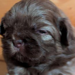 Liver sable girl 1 - Liver female Shih Tzu puppy in Surry, Maine from McKayla Hairston