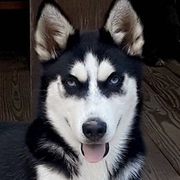 Kenai - Siberian Husky