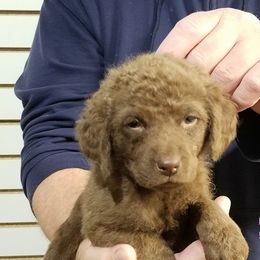 Chesapeake Bay Retriever Puppies from Eska Creek Chesapeakes